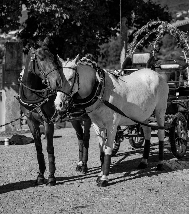 Faço serviços com maratona