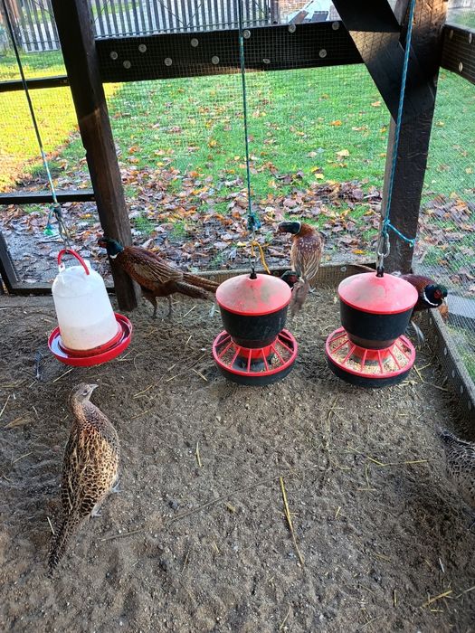 Sprzedam bażanty łowne polne