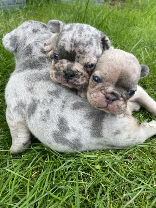 Myszka Buldog Francuski Blue Merl