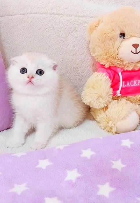 Очаровательный малыш медвежонок