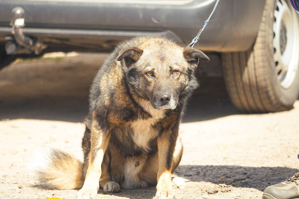 Tadek - mega fajny pies szuka domu