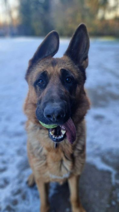 Bardzo pilnie oddam owczarka niemieckiego