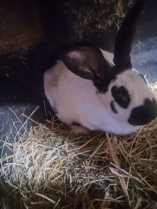 Srokacz niemiecki samica