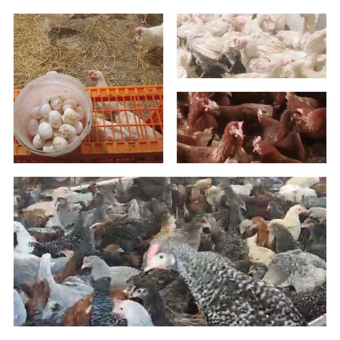 Продам кури несушки! Доставка безкоштовна. Козельщина!