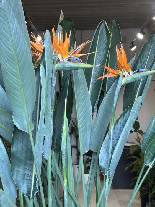 Стреліція Регіна Королівська h 180