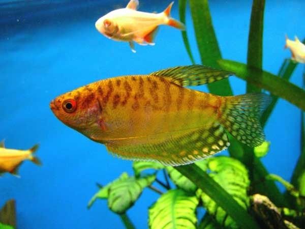 Аквариумные рыбки