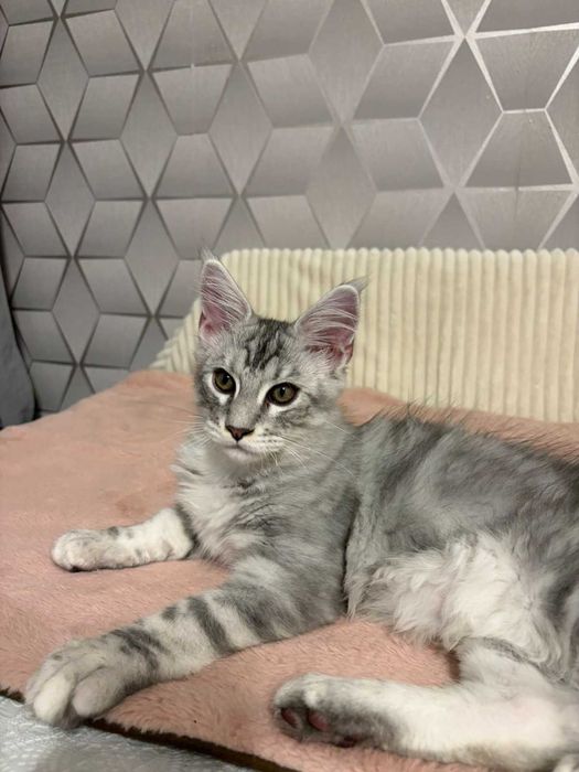 Rasowy kotek Maine Coon z rodowodem FPL– gotowy do zmiany domu!