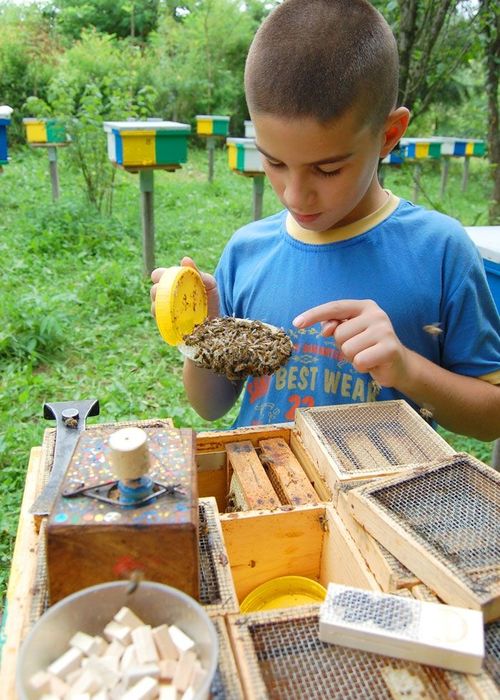Плідна карніка Пешец, бджоломатки, пчеломатки.бджоли.матка