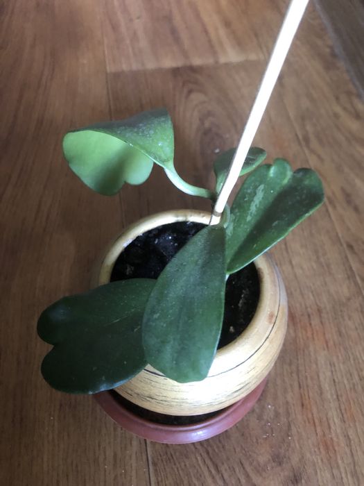 Хойя керри вьющееся красивоцветущее ароматное комнатное растение