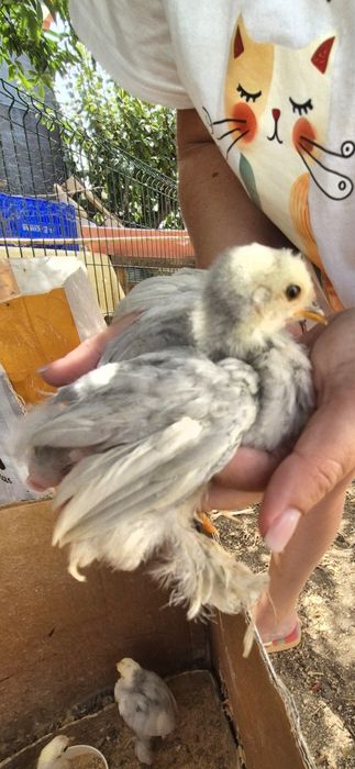 Pintos Pekin Cinzento