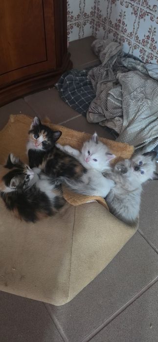 Gatinhos bebés para dar