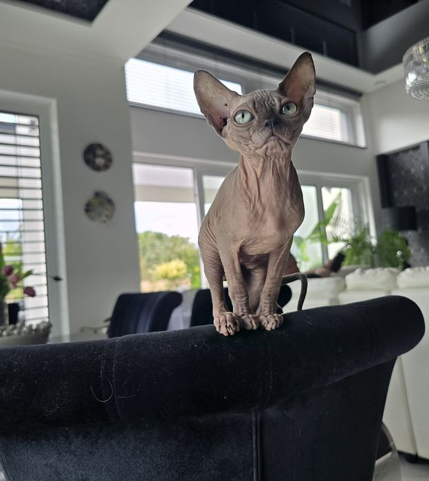 Kocurek sfinks, legalna hodowla WCF