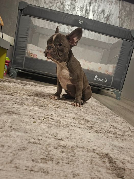 Buldog Francuski „BAJKA”