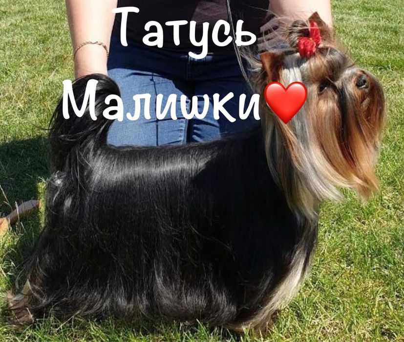 Продається дівчинка йорк від батька Чемпіона Украіни!