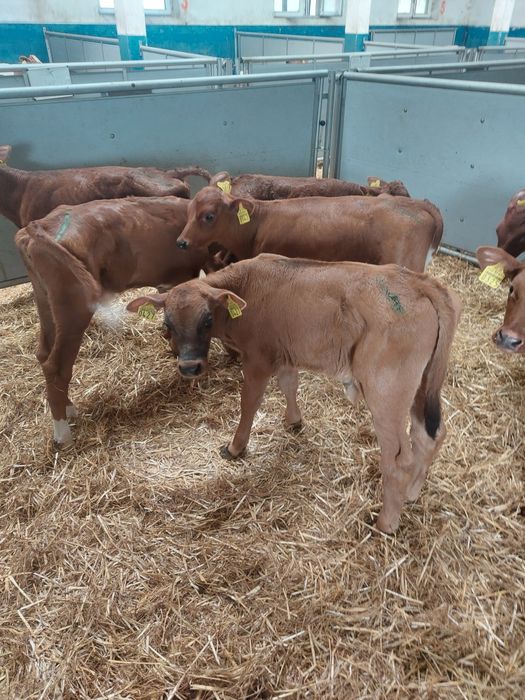 Cielaki byczki i jałóweczki