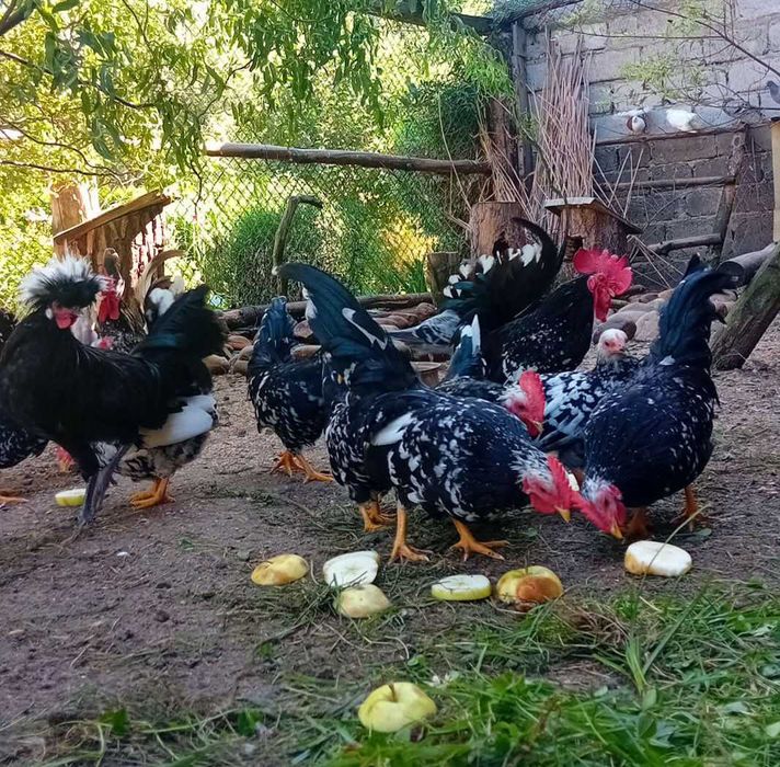 Sprzedam koguty chabo
