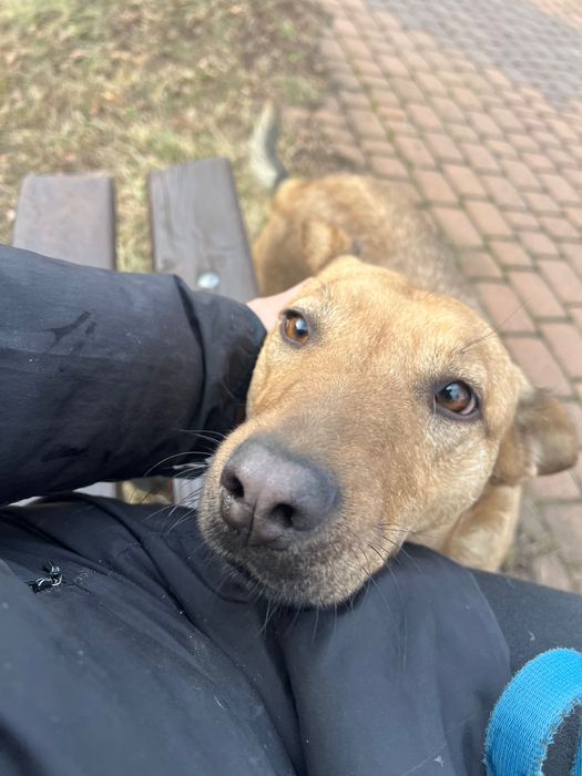 Młodziak-słodziak Arczi szuka domu