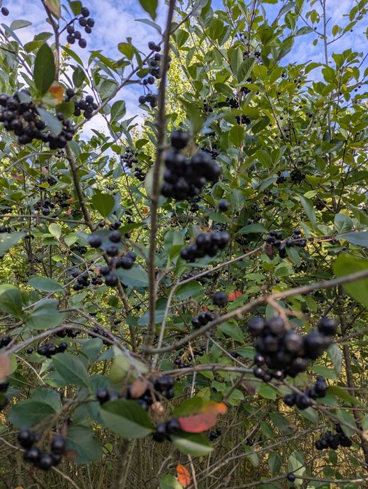 Горобина чорна звичайна