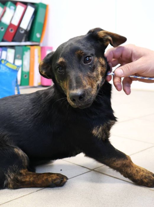 Kminek - młodziak, ala jamnik