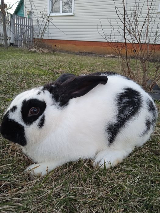 Продам кролики породи строкач