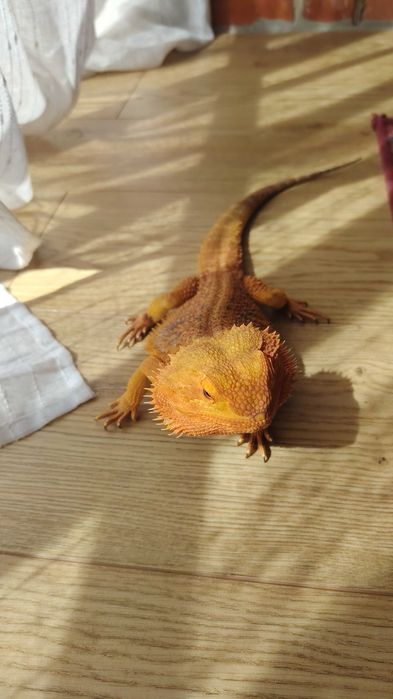 Agama Brodata samiec