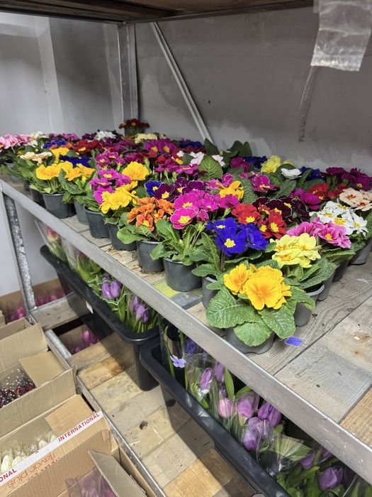 Примула по 60 грн на Ж/М ТОПОЛЬ 1