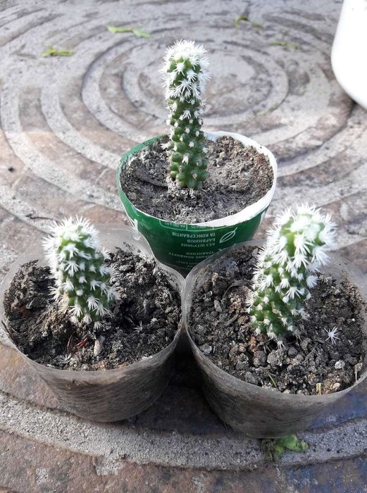 мини кактус маммилярия " Снег Аризоны"