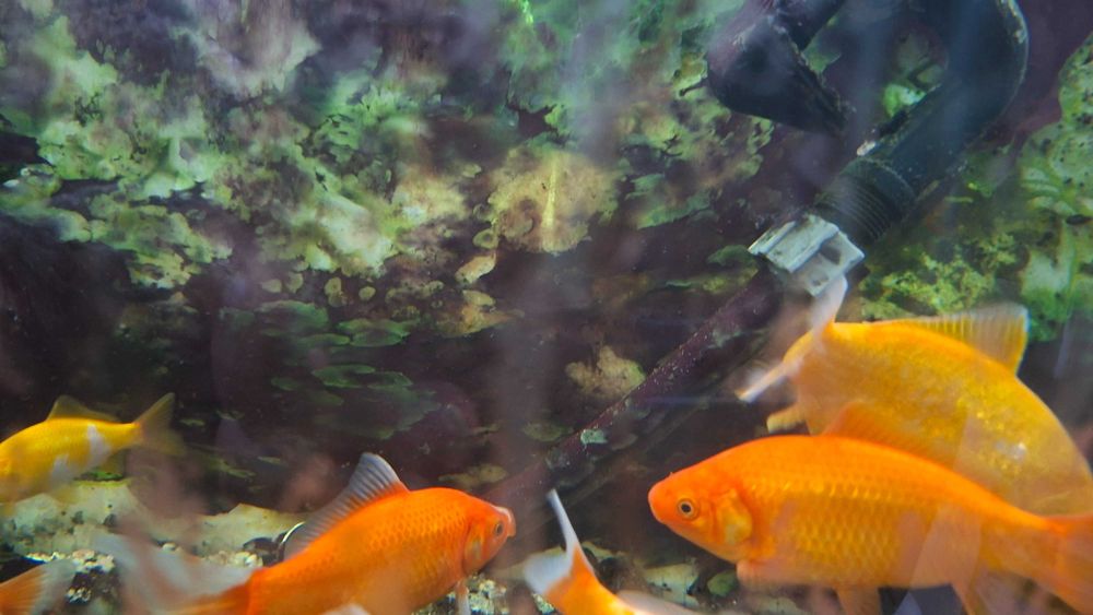 Rybki do akwarium / oczka