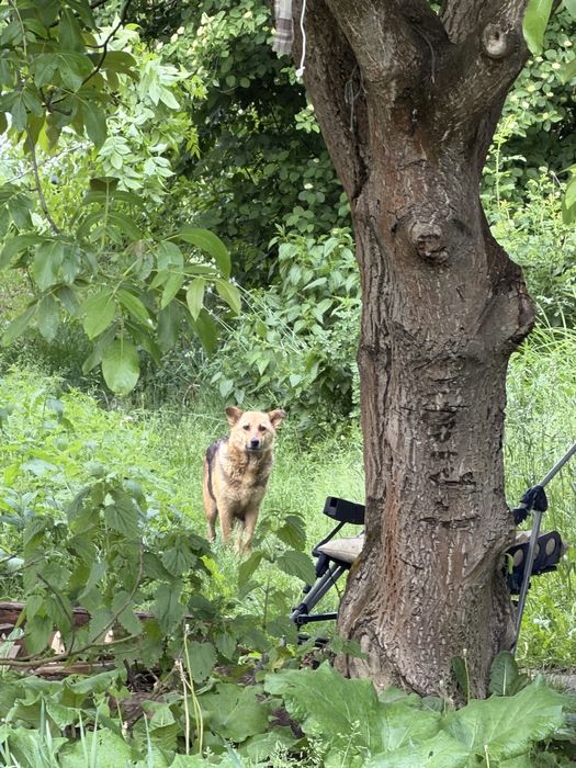 Цуценя в добрі руки