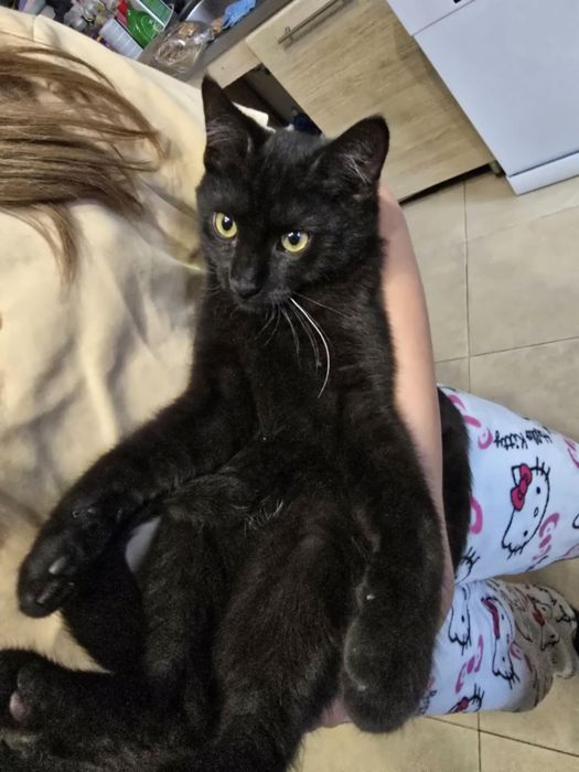 Cudowny o aksamitnym czarnym futerku kociak kocurek do adopcji