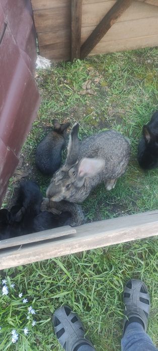 Кролики молодняк