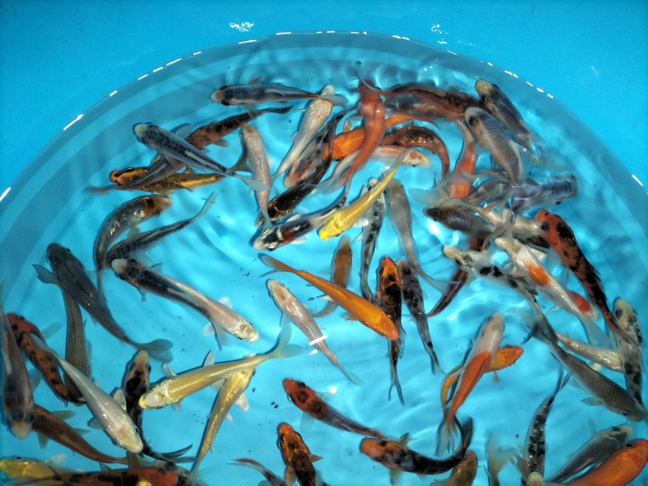 Carpas koi 7/9cm faço envios
