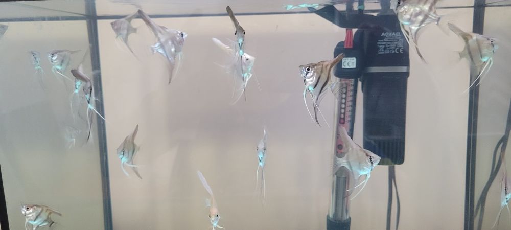 Sprzedam skalary manacapuru