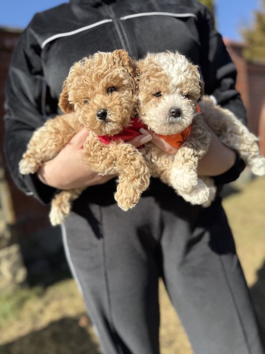 Шикарні мальтипу чіповані