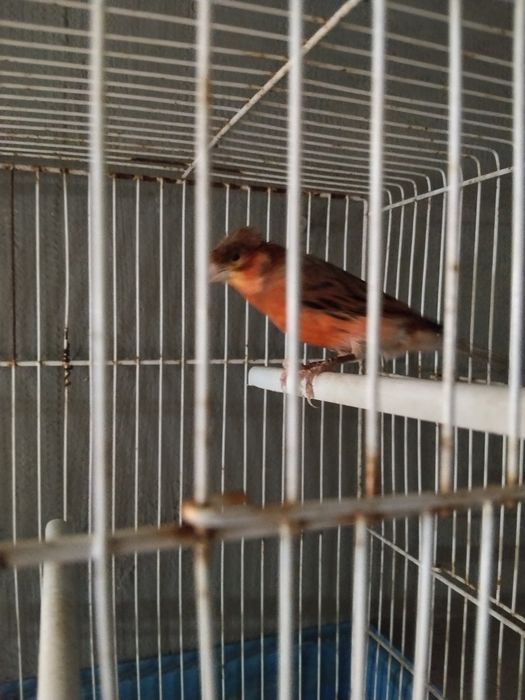 Mistura de Canário belga com arlequim português