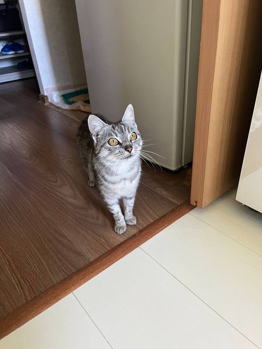 Киця 7 місяців шукає теплий дім