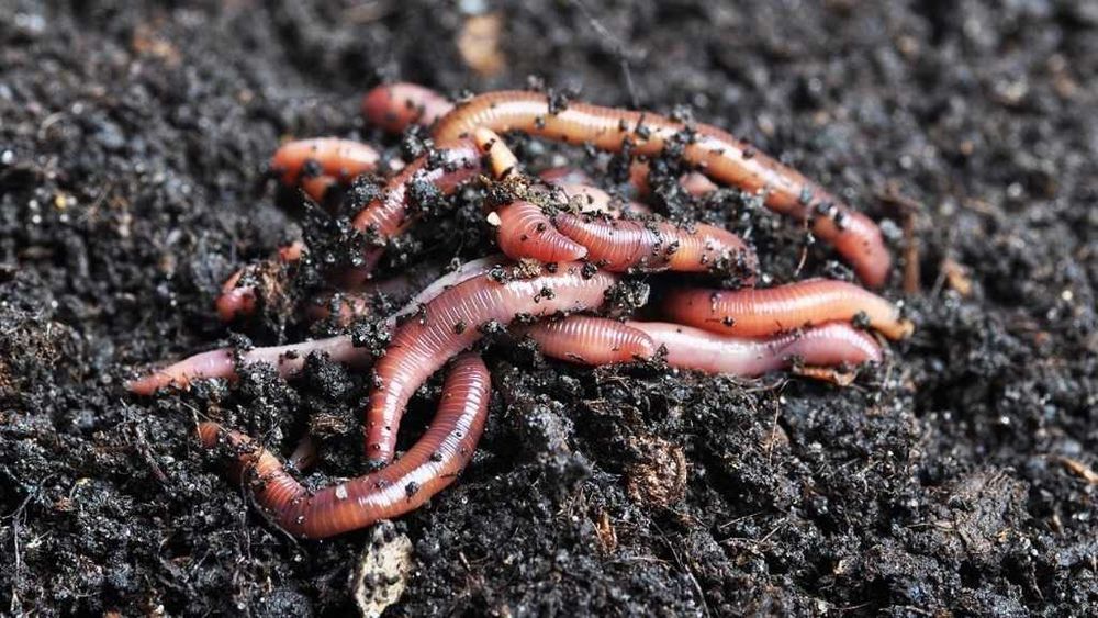 Czerwone robaki dżdżownica kalifornijska gnojaki! 100 szt!