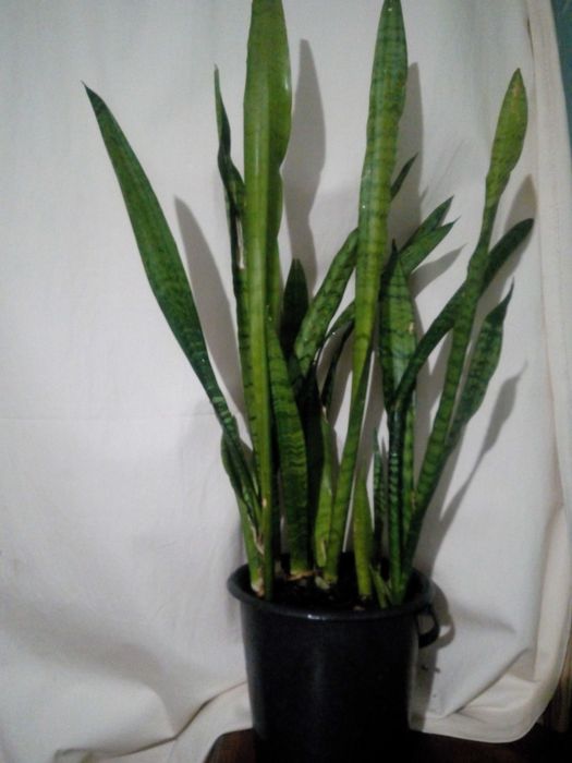 Саесивьера -тещин язык, зеферантес