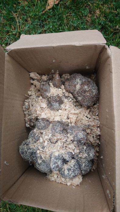 Bulwy georginii - dalii.