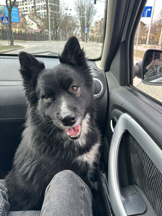 Песик шукає родину