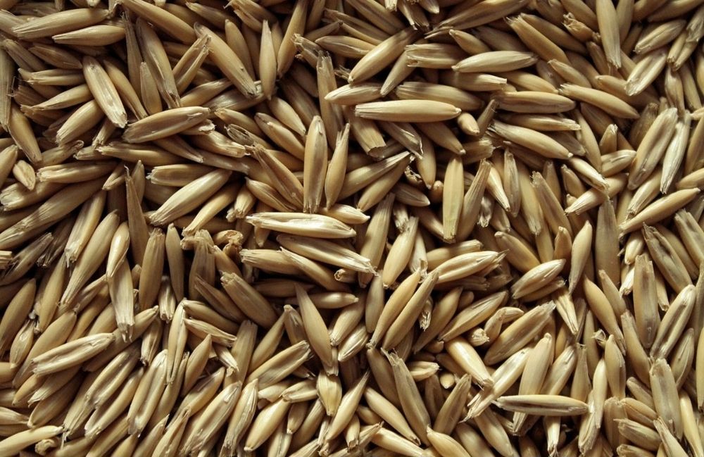 Sprzedam owies paszowy