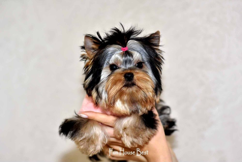 100 % эксклюзивчик - экстра мини девочка йорк!