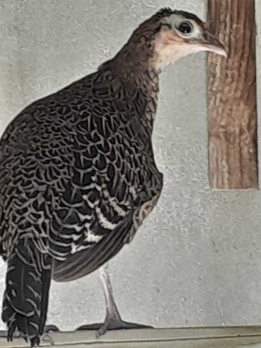 Gallus Várius, Vs., Green Junglefowl