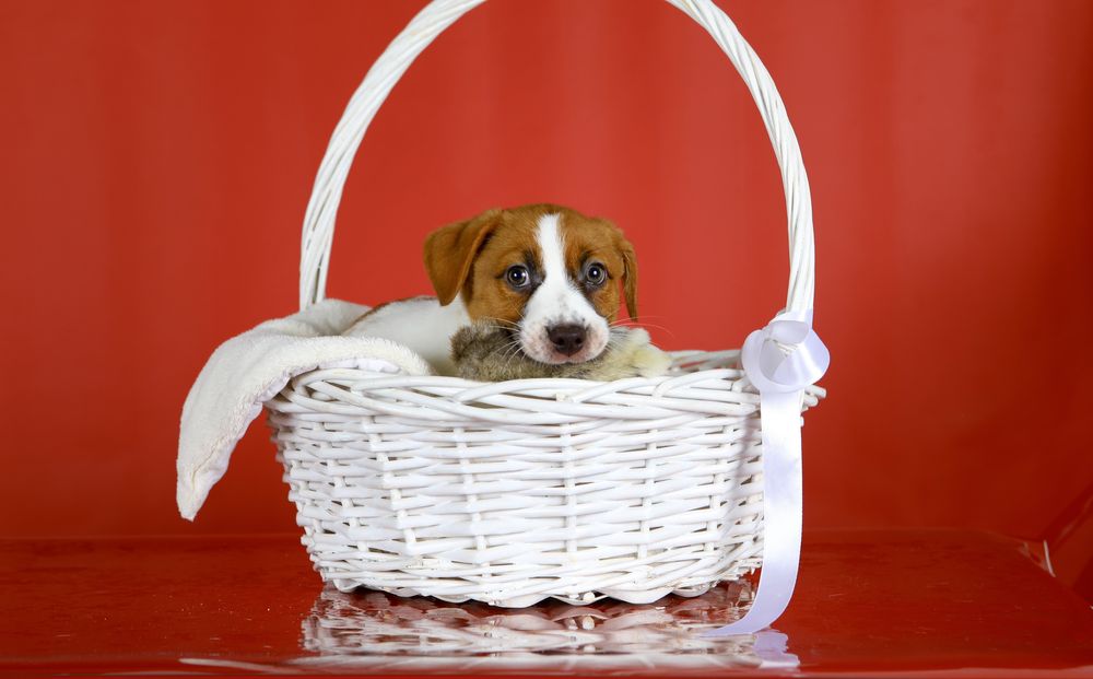 Цуценята Джек Рассел КСУ