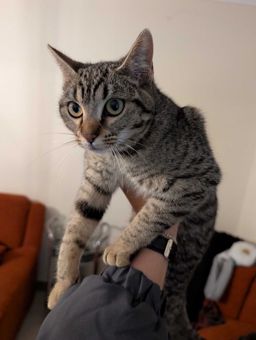 Dou gato com 7 meses