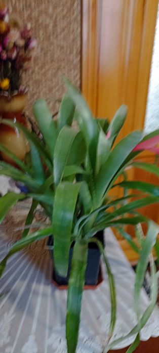 Продам рідкісний вазон Більбельгерію