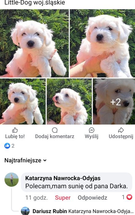 Piękny malutki Maltańczyk