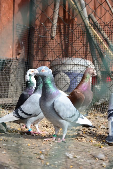 Gołębie Staropolskie