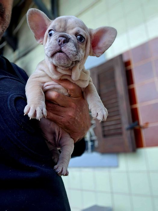 Bulldog Francês FÊMEA Merle