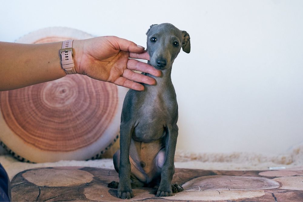 Charcik wloski FCI, chlopczyk